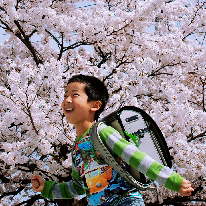 満開の桜並木を走る池田屋シルバーランドセルを背負う少年