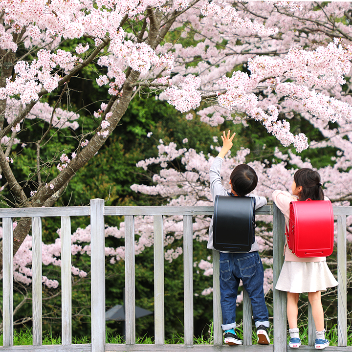 満開の桜の花びらを掴もうとする池田屋ランドセルを背負う少年と少女